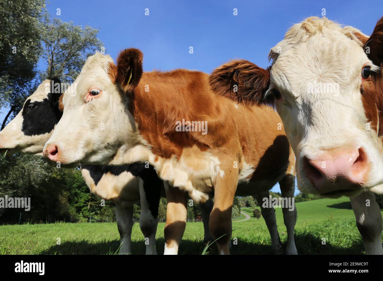 Vaches Simmental dans la prairie (Bavière Allemagne) Banque D'Images