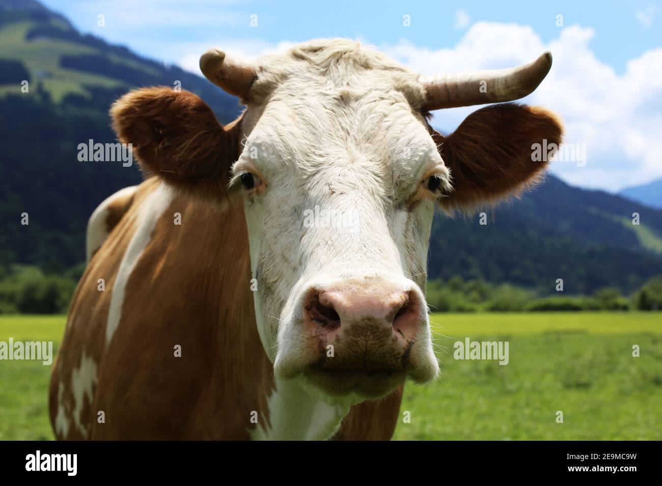 Gros plan de la vache dans les alpes Banque D'Images