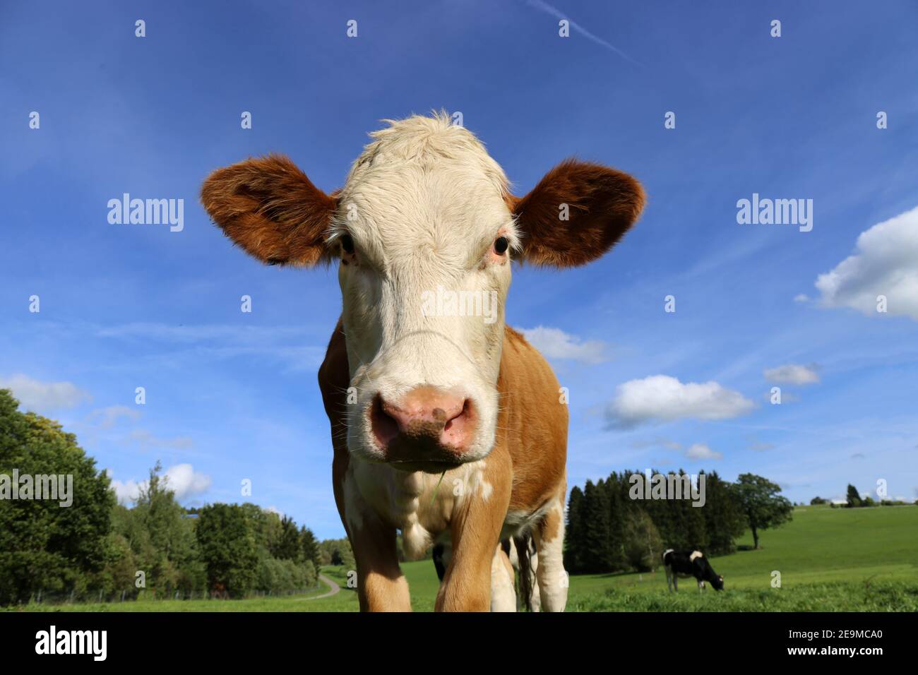 Vache Simmental sur la prairie (Bavière Allemagne) Banque D'Images