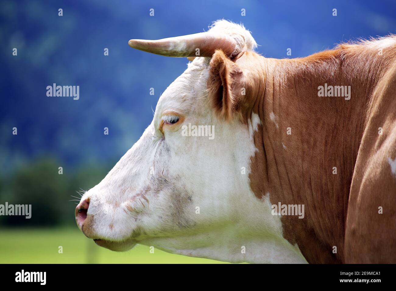 Gros plan de la vache dans les alpes Banque D'Images