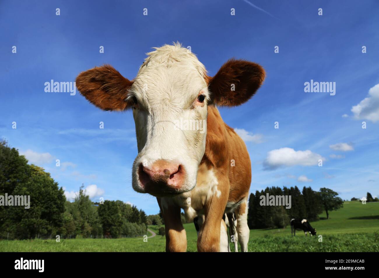 Vache laitière sur un riche pré vert en été Banque D'Images