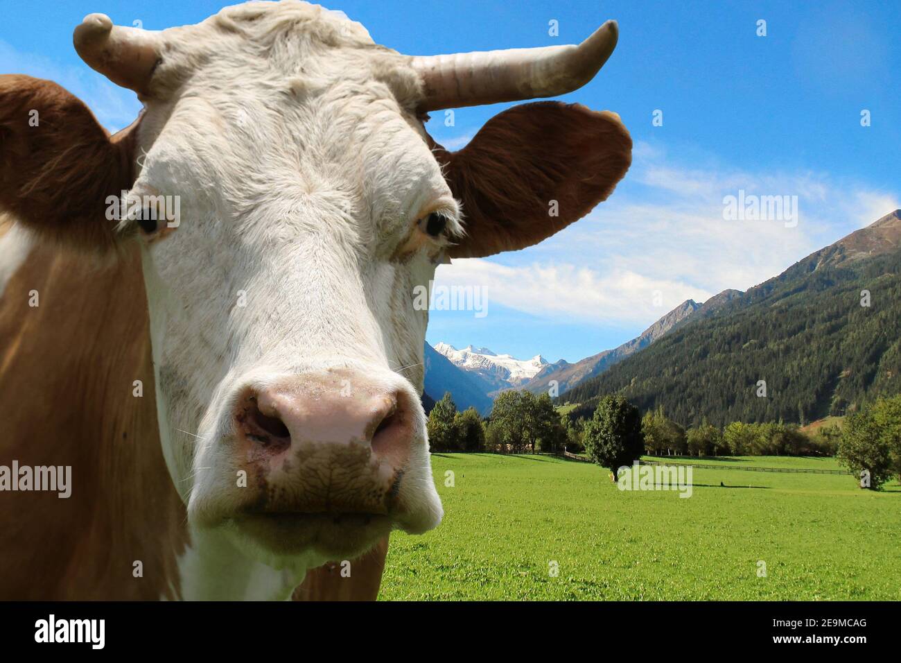 Gros plan de la vache dans les alpes Banque D'Images