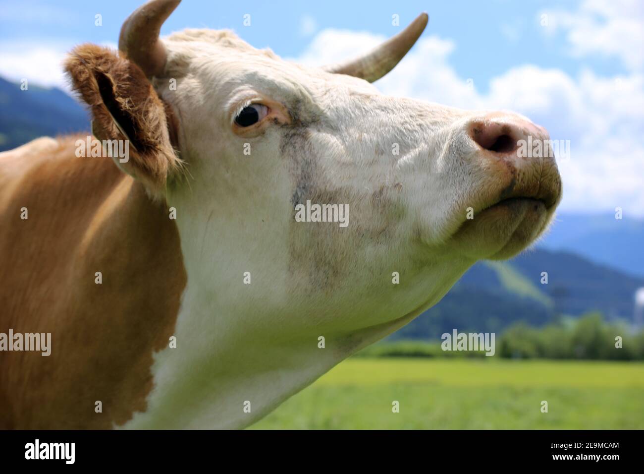 Gros plan de la vache dans les alpes Banque D'Images