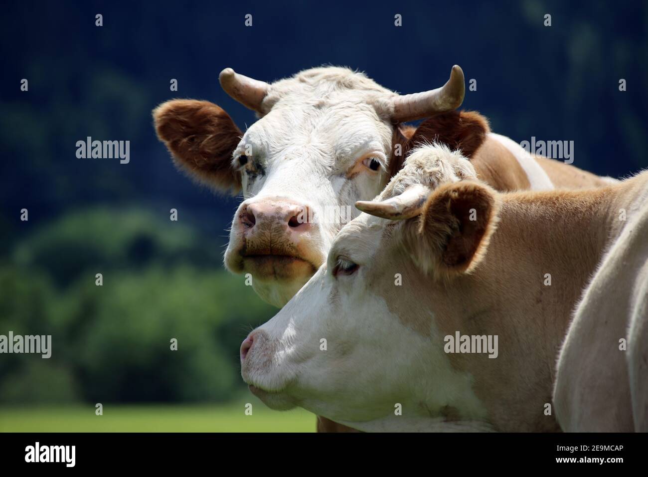 Gros plan de la vache dans les alpes Banque D'Images