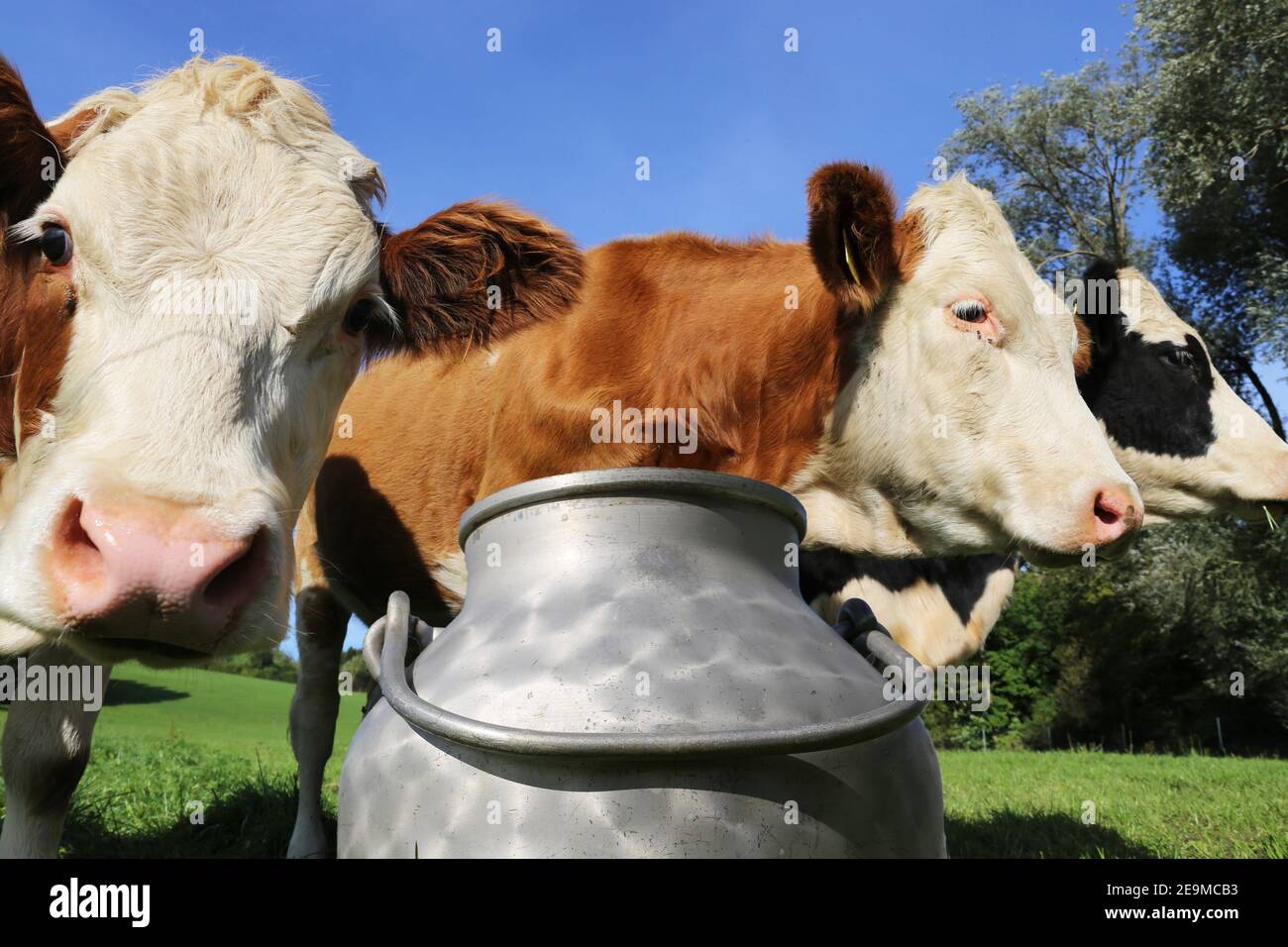 Image symbole: Vaches Simmental sur la prairie, au premier plan une laiteux (Bavière Allemagne) Banque D'Images