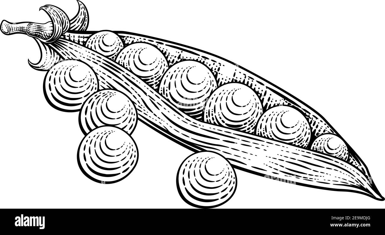 Pois doux Pod légumes de style ancien Woodcut Illustration de Vecteur