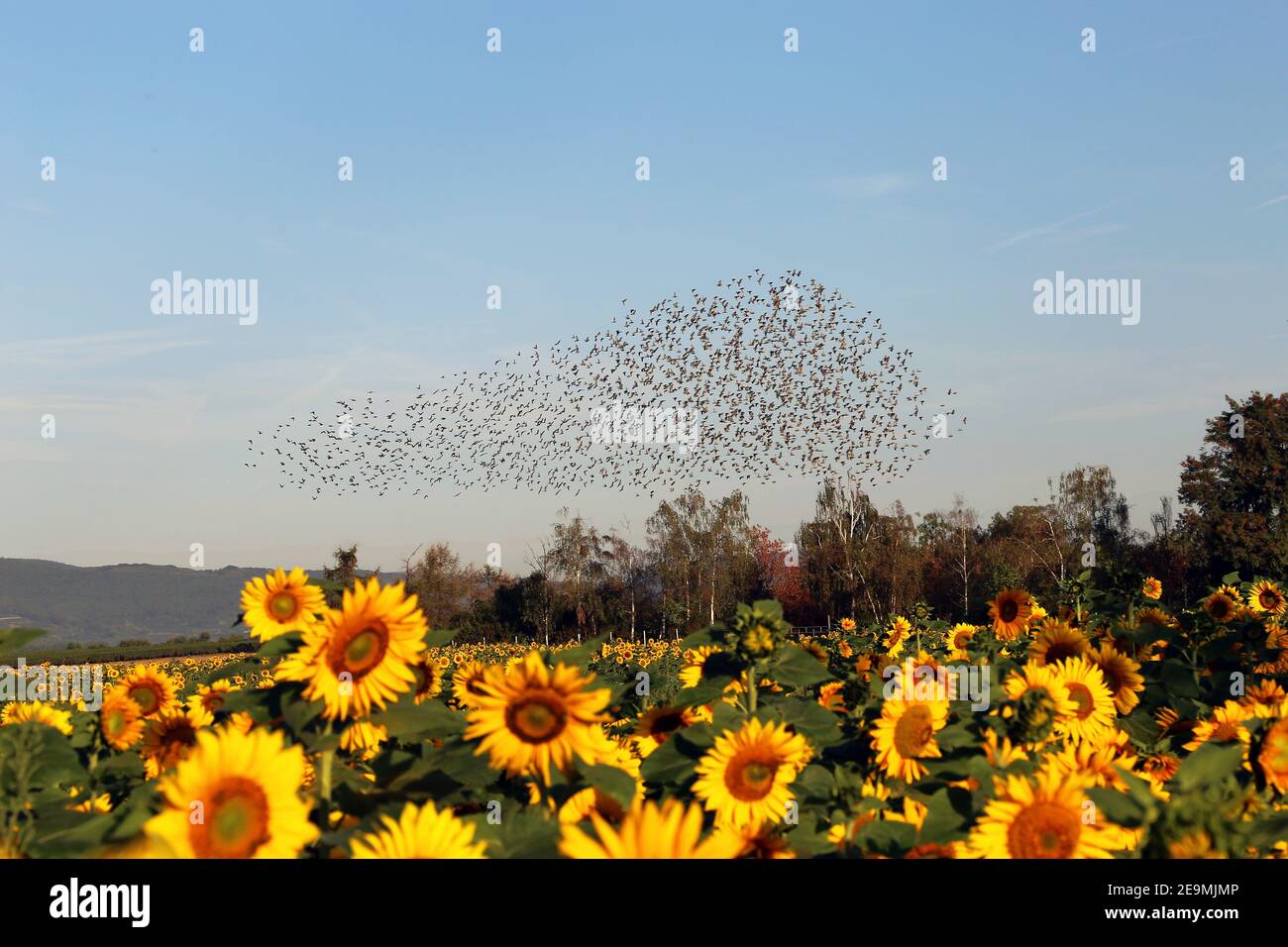 Spectacle naturel troupeau d'étoiles, ici dans le Palatinat (Allemagne) Banque D'Images