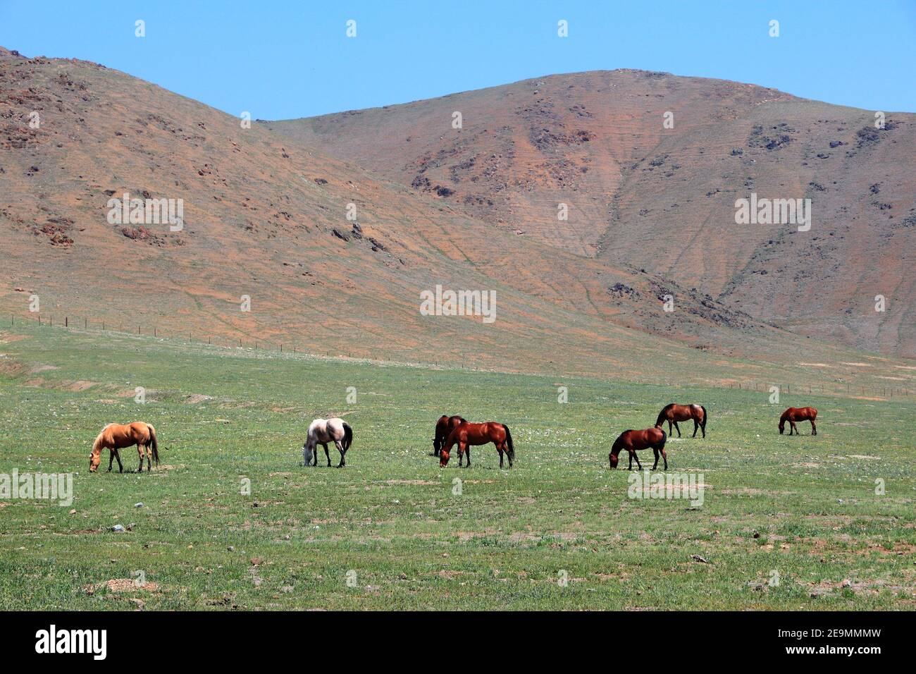 Ranch de chevaux en Californie. Pâturages sous les montagnes de la Sierra Nevada. Banque D'Images