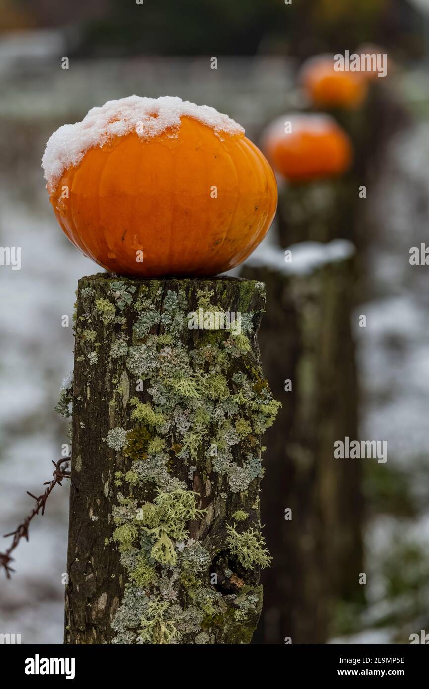 Citrouilles sur des fenceposts dans la vallée de Skokomish sur la péninsule olympique, État de Washington, États-Unis [aucun communiqué de propriété; disponible pour la licence éditoriale Banque D'Images