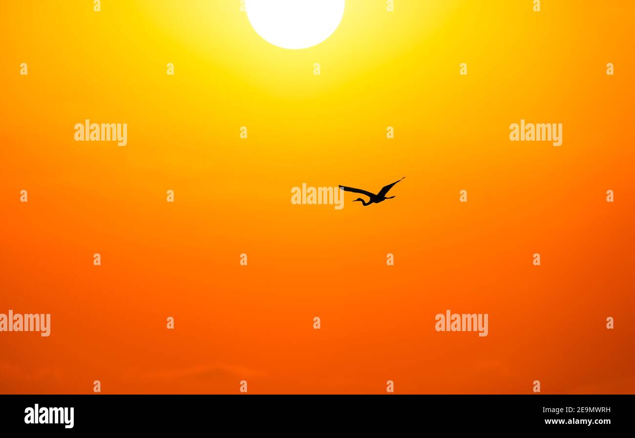 Une silhouette d'oiseau est en vol dans un orange vif et Ciel jaune avec le soleil blanc chaud au-dessus Banque D'Images