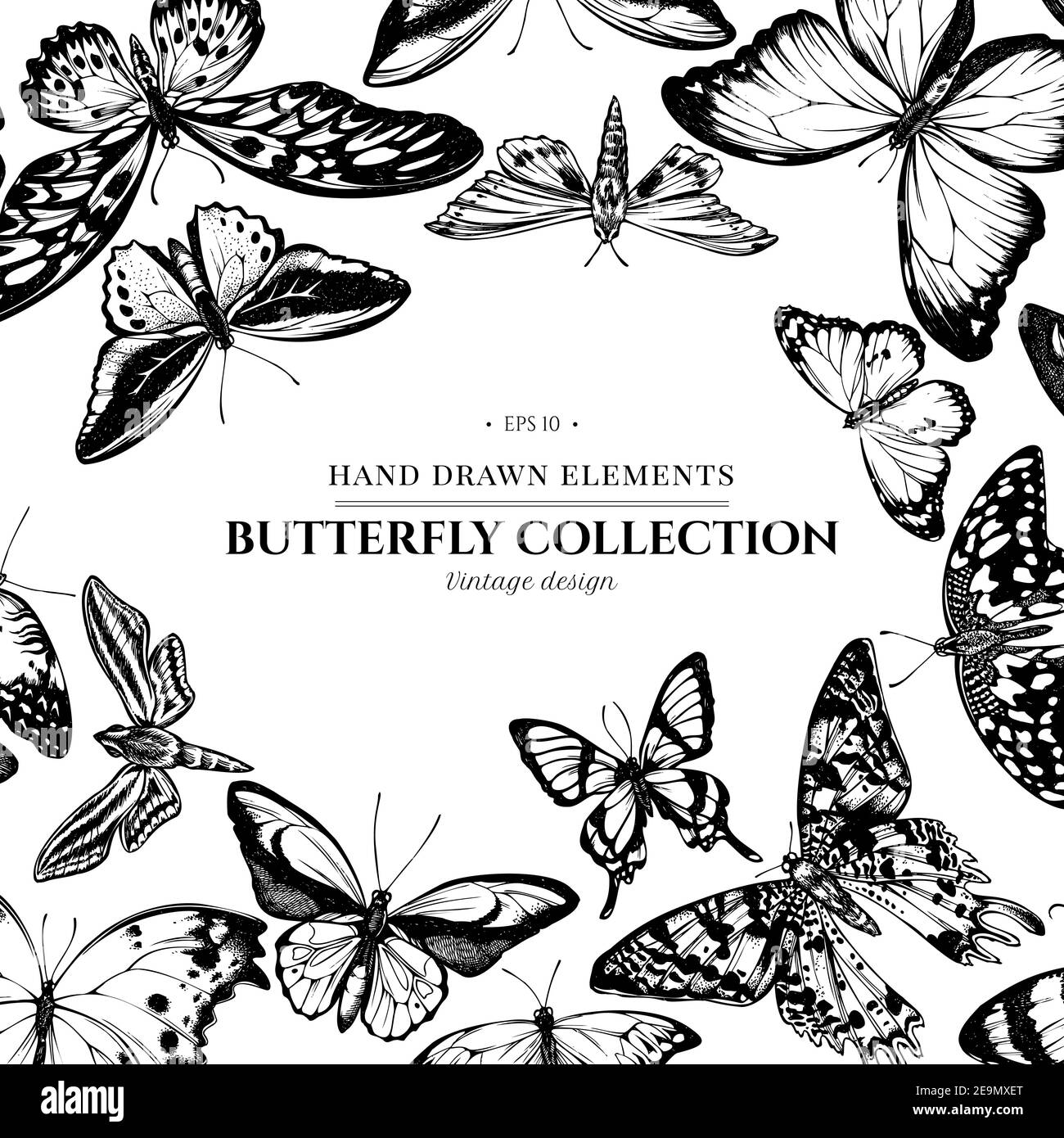 Design avec grand bout orange noir et blanc, queue d'allowtail émeraude, tigre Uni, l'aile d'oiseaux de rajah brooke, papillio torquatus, papillon à queue d'allowtail Illustration de Vecteur