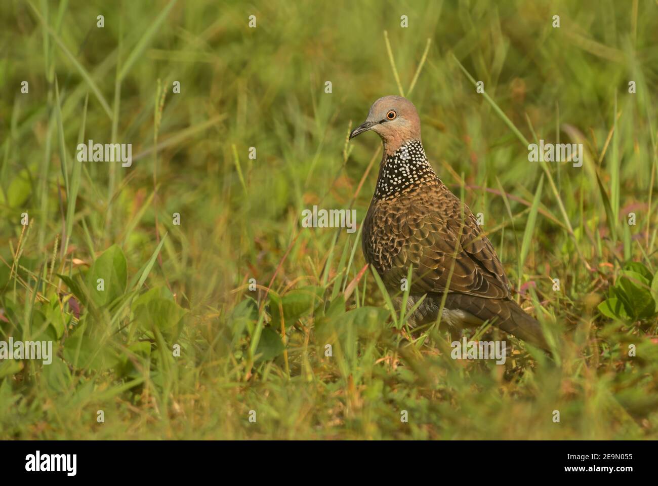Dove tachetée - Spilopelia chinensis, belle colombe commune provenant des forêts et des jardins de l'Asie du Sud-est, Thaïlande. Banque D'Images