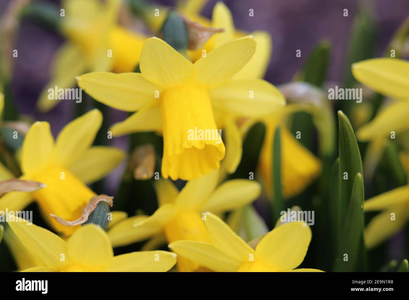 Jonquille jaune / narcisse fleurs en gros plan avec des feuilles vertes en arrière-plan. Les jonquilles sont des fleurs parfaites pour Pâques / printemps. Banque D'Images
