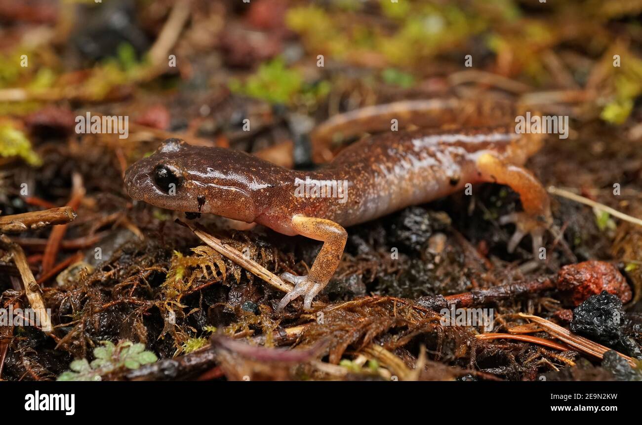 Une ensatina commune, Ensatina eschscholtzii, sur le fond de la forêt Banque D'Images