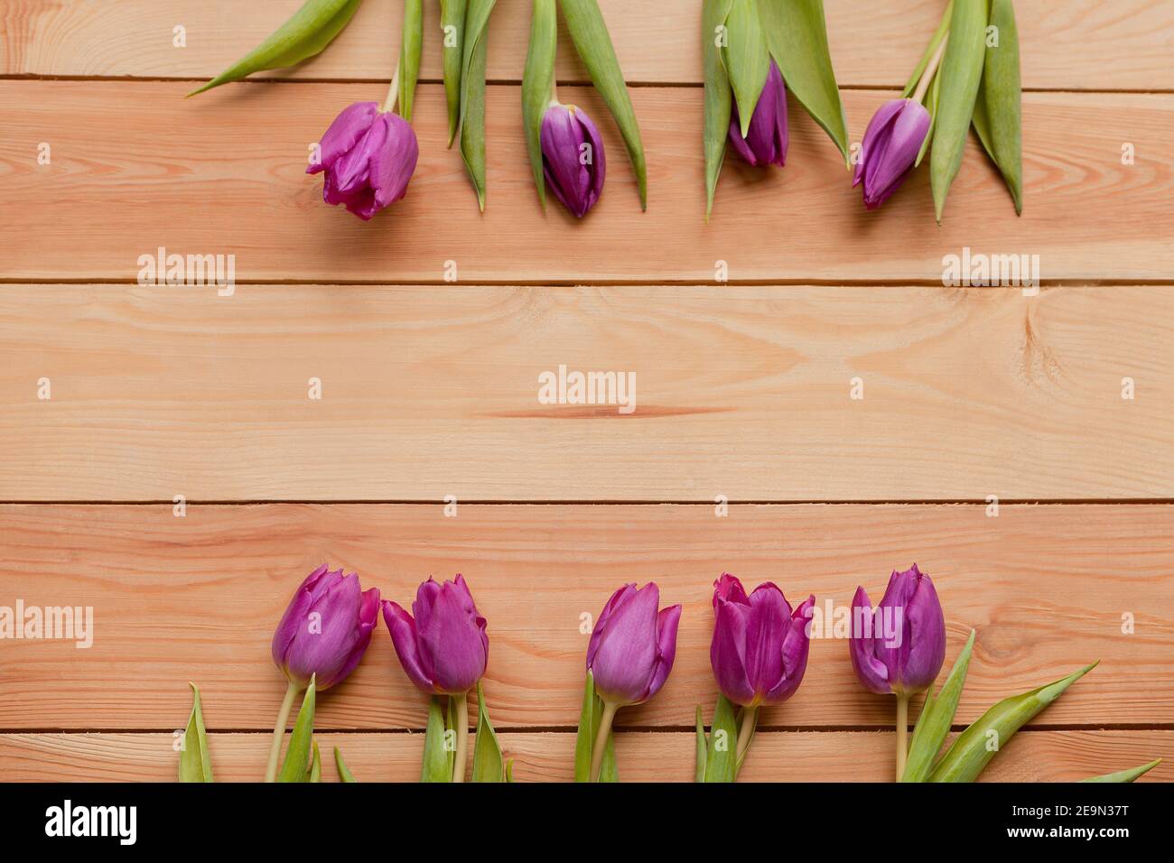 Tulipes de printemps violet fleurs sur une table en bois. Pétales bleu lavande de printemps en fleurs. Magnifique tulipes violettes au printemps. Fleur de tulipe à feuilles vertes Banque D'Images