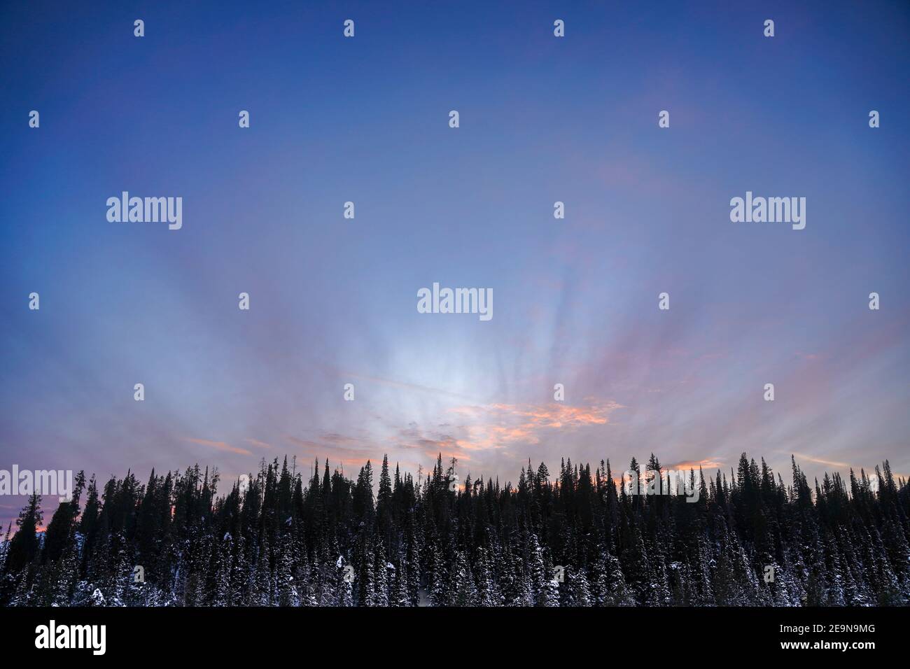 Forêt effrayante le soir avec des nuages bizarres Banque D'Images