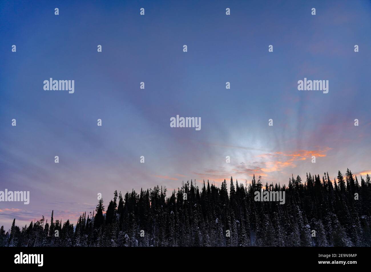 Forêt effrayante le soir avec des nuages bizarres Banque D'Images