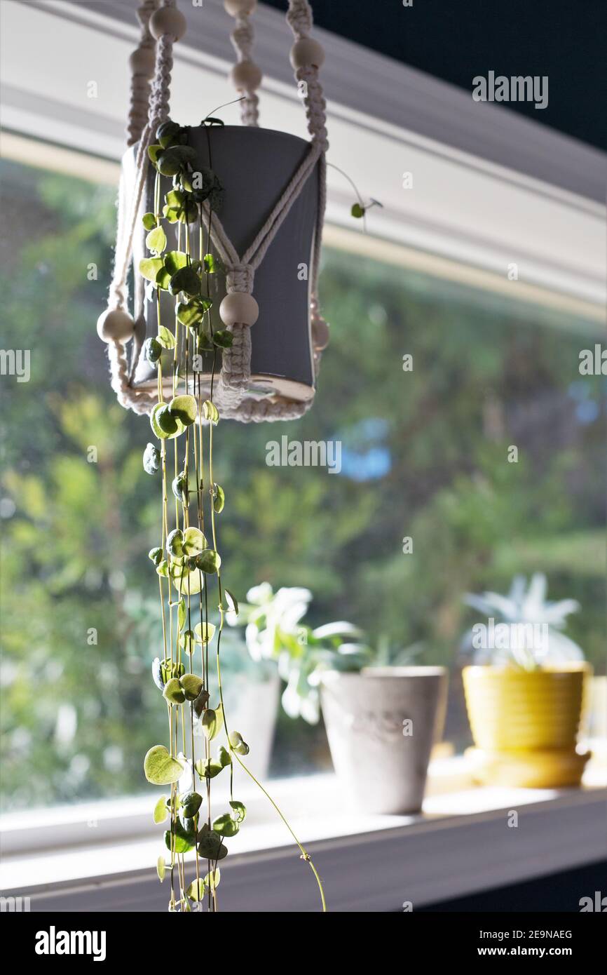Ceropegia woodii dans un semoir suspendu à côté d'une fenêtre. Banque D'Images