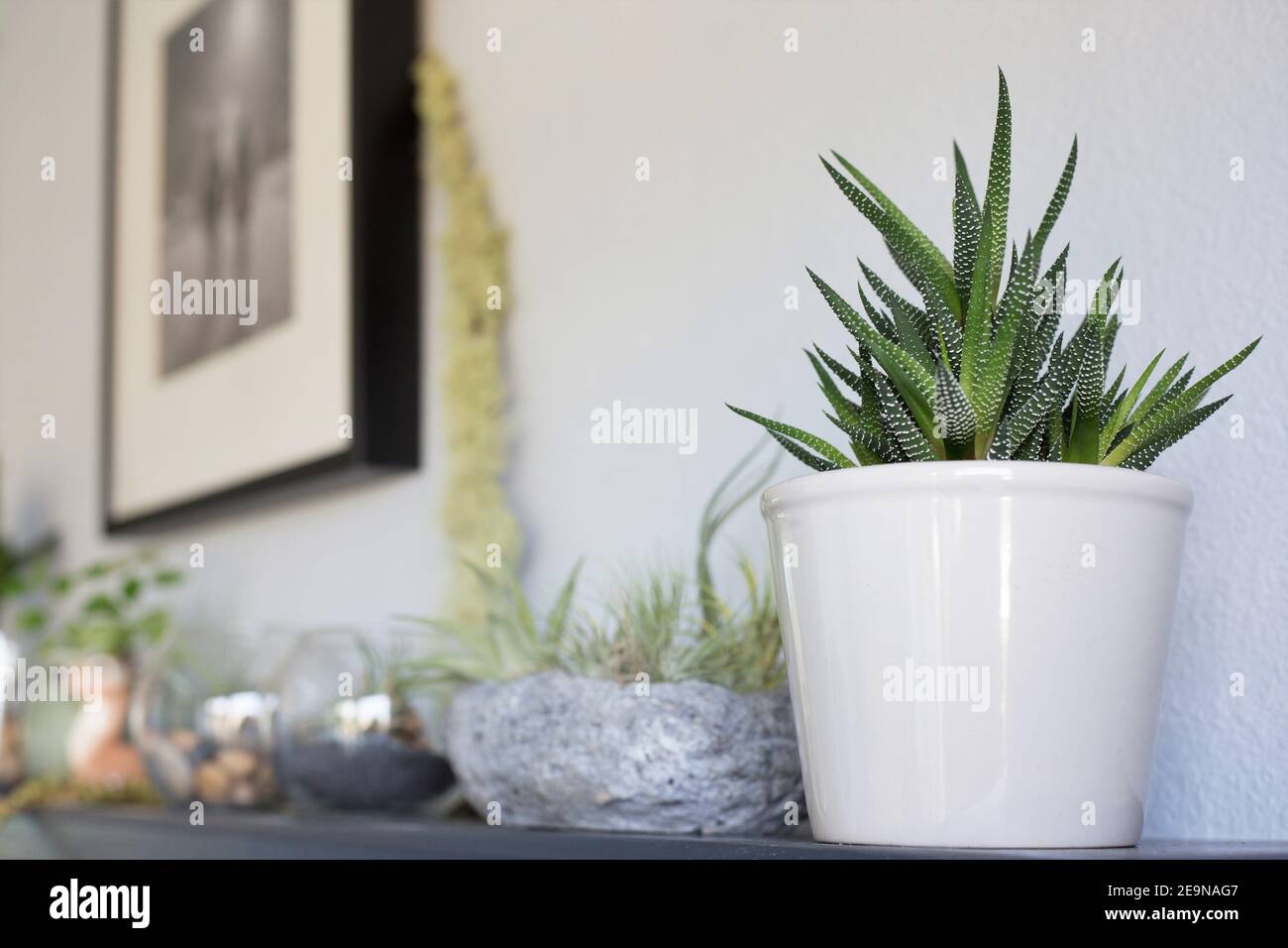 Haworthiopsis attenuata et d'autres plantes sur un manteau. Banque D'Images