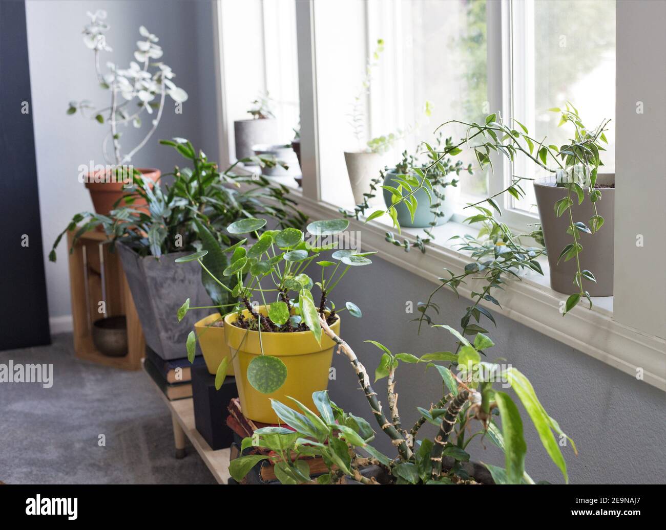 Plantes de maison dans des pots dans la fenêtre d'une maison. Banque D'Images