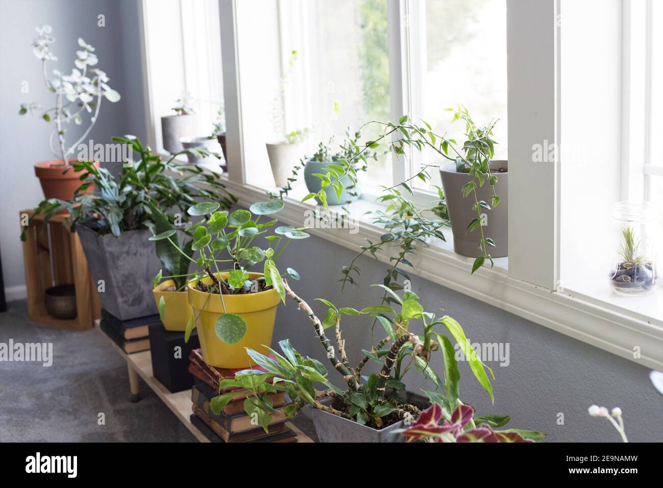 Plantes de maison dans des pots dans la fenêtre d'une maison. Banque D'Images
