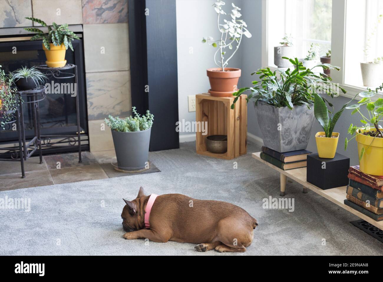 Un chien dormant sur le sol d'une chambre remplie de plantes de maison. Banque D'Images