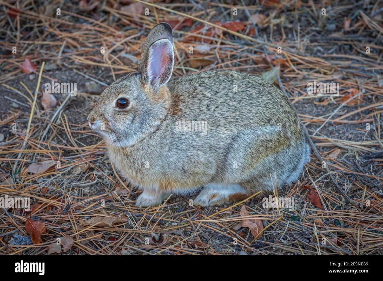 Lapin de Nuttall ou de Mountain Cottontail (Sylvilagus nuttalli) en hiver, Castle Rock Colorado USA. Photo prise en décembre. Banque D'Images Lapin de Nuttall ou de Mountain Cottontail (Sylvilagus nuttalli) en hiver, Castle Rock Colorado USA. Photo prise en décembre. Banque D'Images