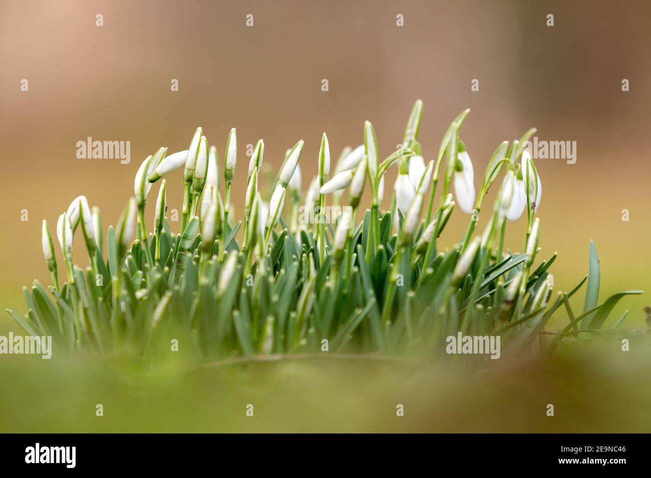 Fleurs de Snowdrop ou de neige commune (Galanthus nivalis) avec un fond de bokeh, dans les premiers rayons de soleil d'un nouveau printemps à Maastricht Banque D'Images