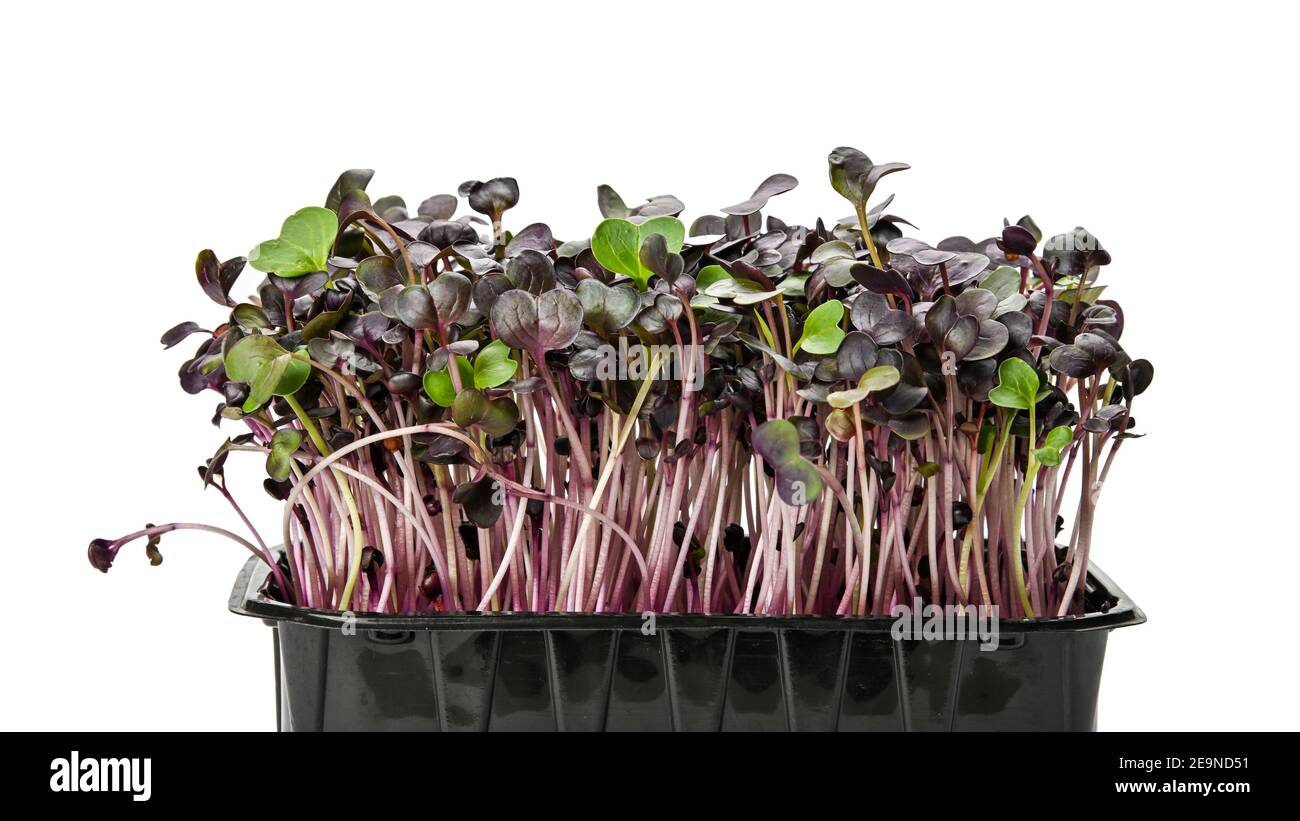 Gros plan sur les pousses microvertes de radis violets frais dans un plateau en plastique noir isolé sur fond blanc, vue à angle bas Banque D'Images