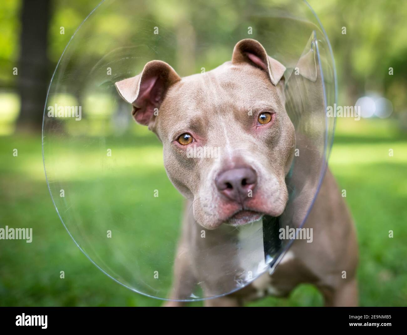 Un chien mixte Pit Bull Terrier portant une protection Col élisabéthain après la chirurgie et regardant la caméra avec une inclinaison de la tête Banque D'Images