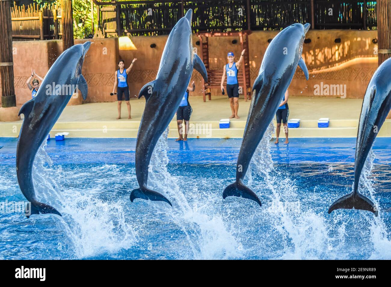 Spectacle de Dauphins à Ushaka Marine World Africa Durban Banque D'Images
