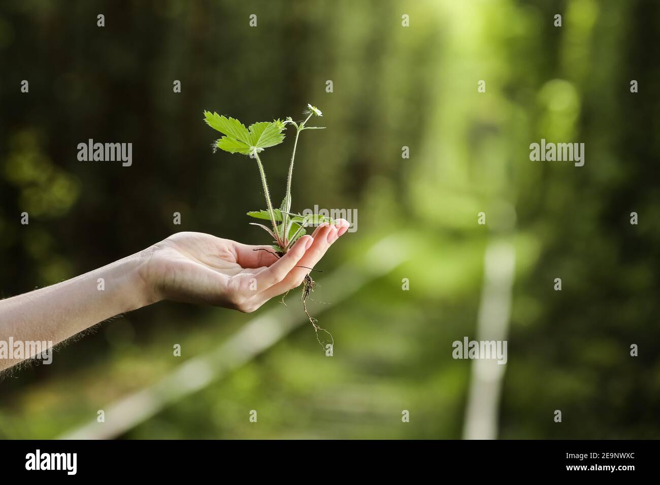 L'environnement le jour de la Terre dans les mains d'arbres de semis. Bokeh fond vert femme hand holding arbre sur la nature champ herbe Forêt conservati Banque D'Images