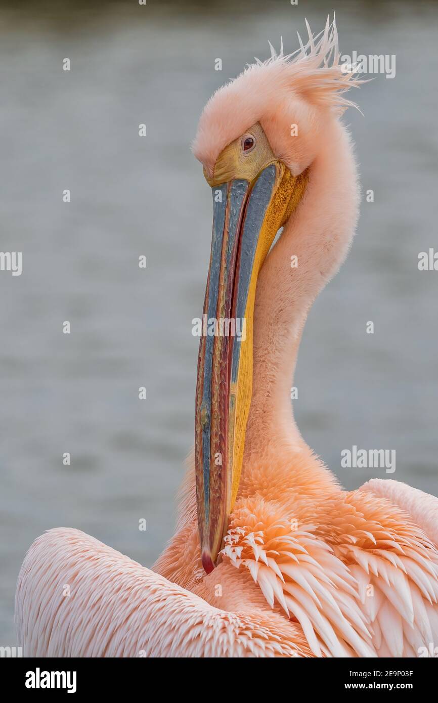 Beaux oiseaux pélican roses. Faune naturelle photographiée dans le lac Kerkini, dans le nord de la Grèce. Animal sauvage dans la nature. Gros plan sur la nature (Pelecanus onocrotal Banque D'Images