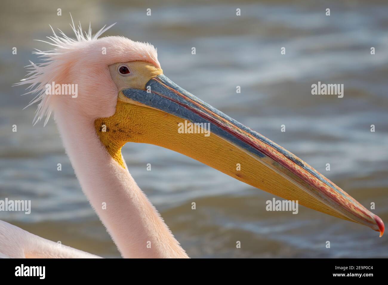 Beaux oiseaux pélican roses. Faune naturelle photographiée dans le lac Kerkini, dans le nord de la Grèce. Animal sauvage dans la nature. Gros plan sur la nature (Pelecanus onocrotal Banque D'Images