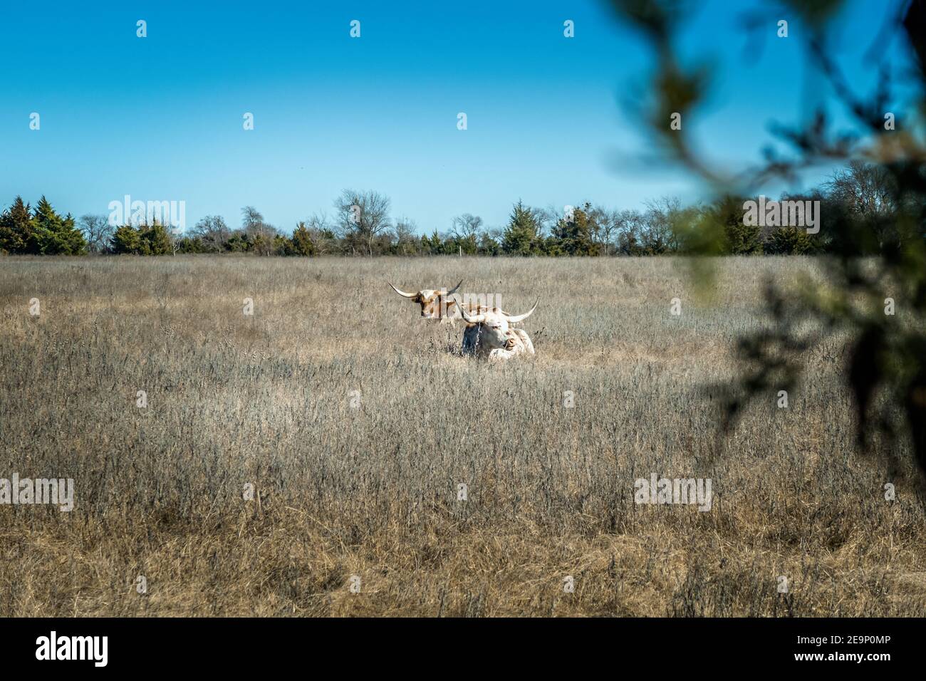 Vaches Longhorn du Texas sur le pâturage au Texas Banque D'Images