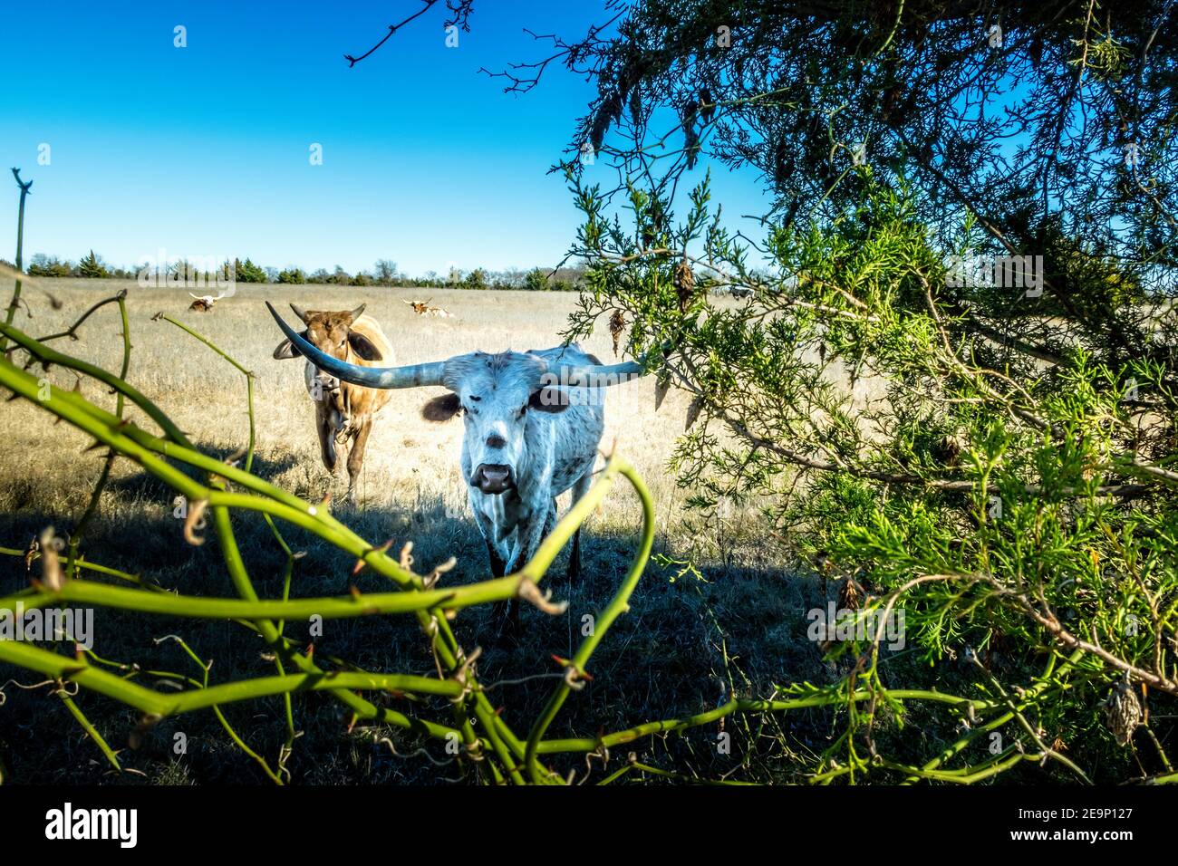 Vaches Longhorn du Texas sur le pâturage au Texas Banque D'Images