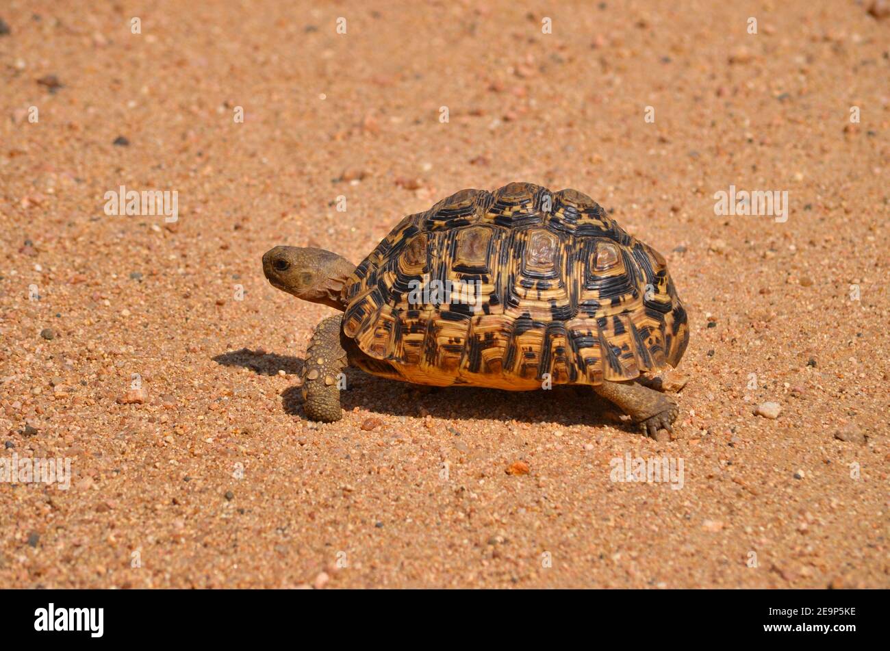 Une petite tortue en Afrique du Sud vole dans la rue Banque D'Images