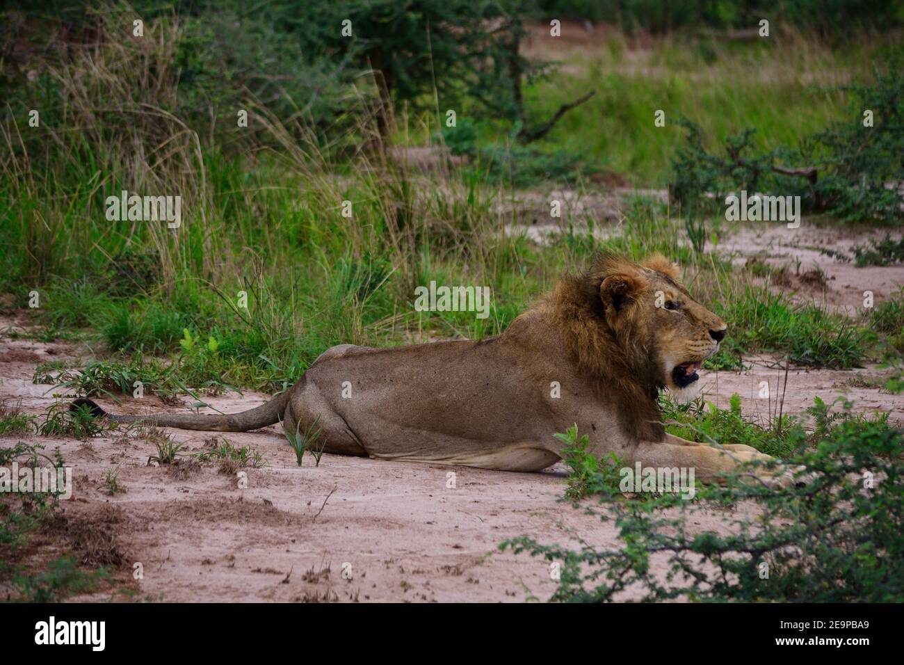 le lion décontracté recherche la nourriture et les animaux à chasser Banque D'Images