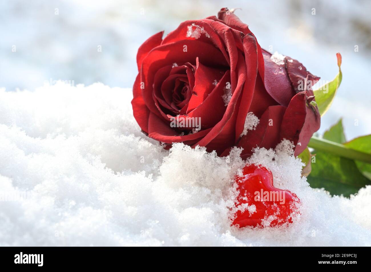 Coeur rouge de verre et une fleur de rose couché dans la neige blanche, symbole d'amour le jour de la Saint Valentin, espace de copie, mise au point sélectionnée, profondeur de champ étroite Banque D'Images