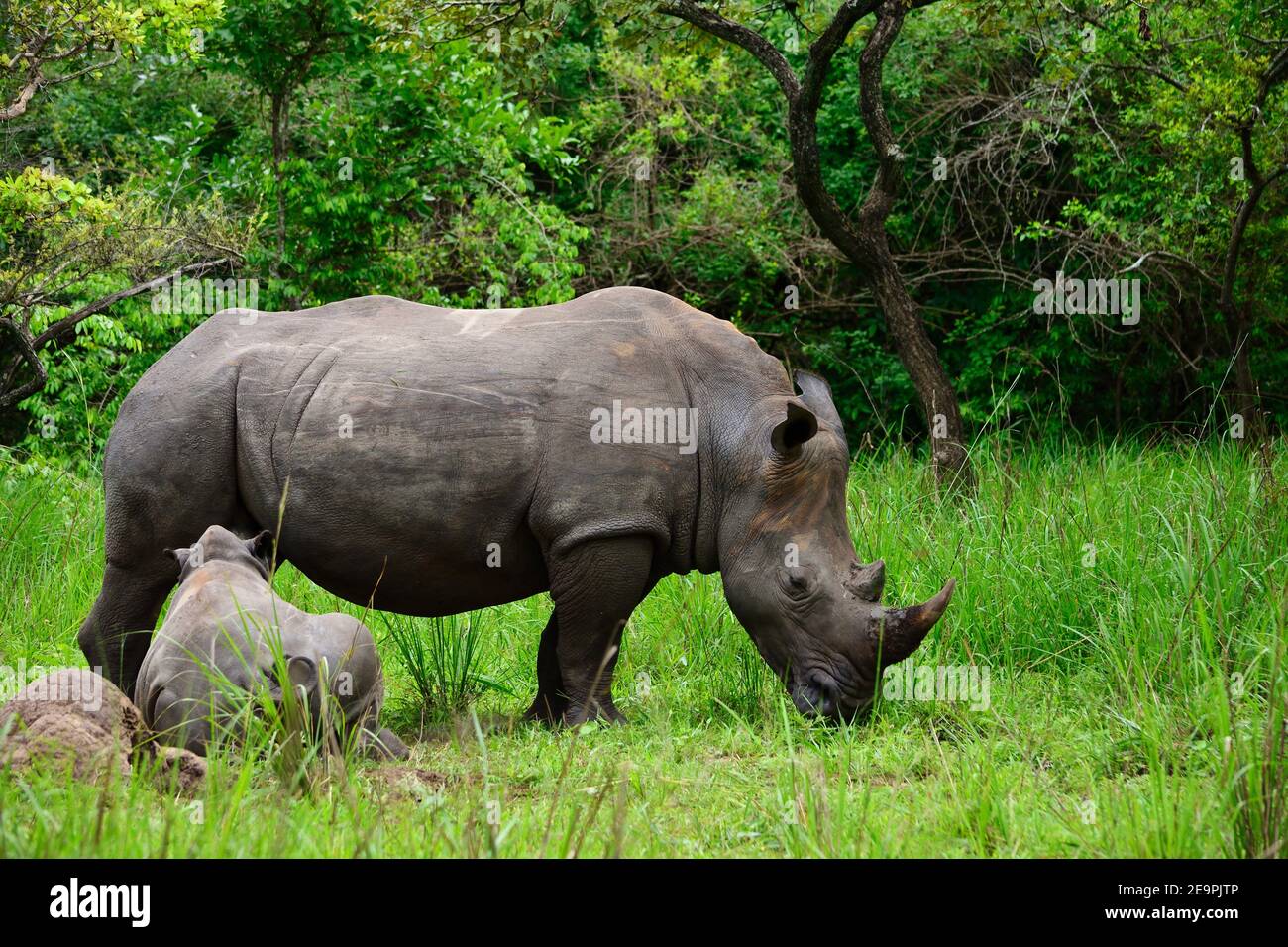 Rhinocéros blanc mère de rhinocéros avec bébé dans la forêt Banque D'Images