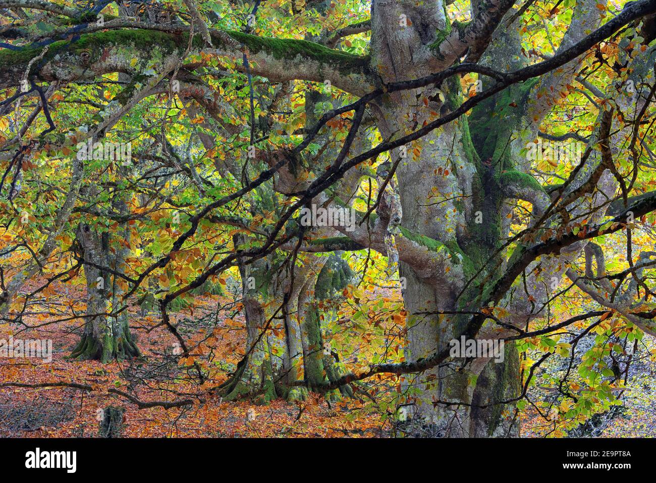 Photographie artistique de textures avec des sangsues (fagus sylvatica) à la source de la rivière Urederra. Navarre Banque D'Images