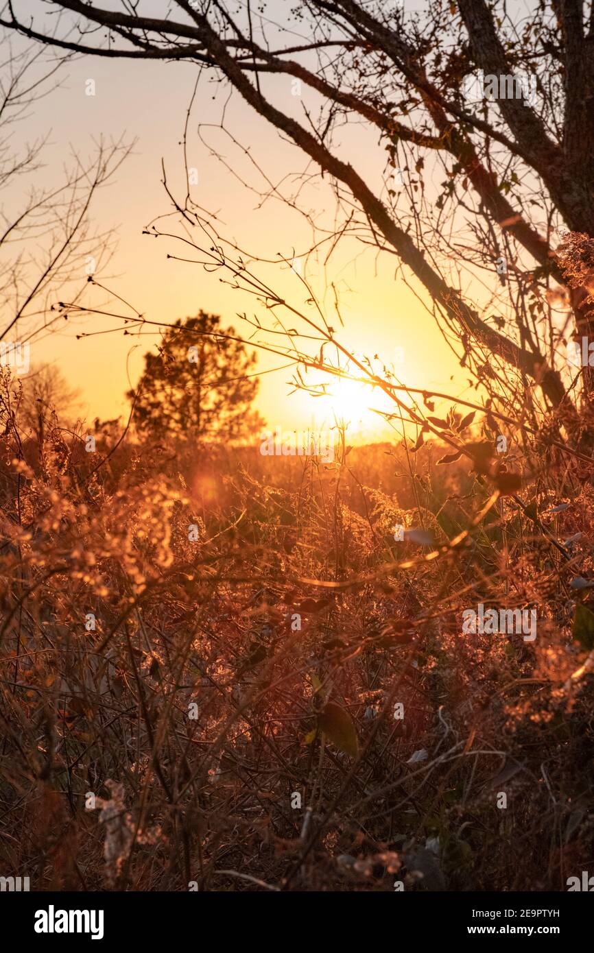 Coucher de soleil d'or sur les champs de ferme en campagne en Amérique du milieu Banque D'Images