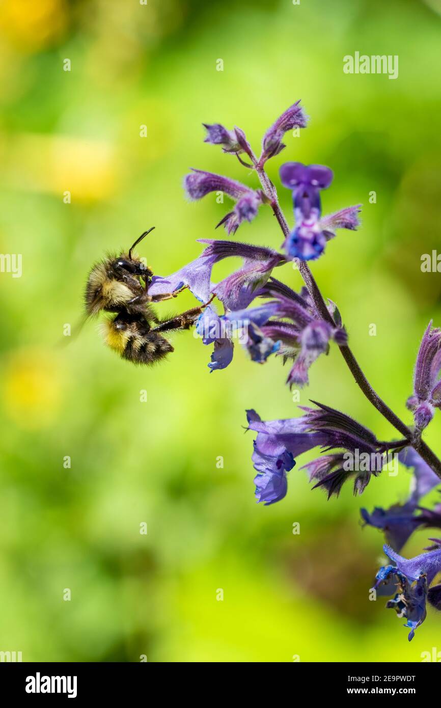 Issaquah, Washington, États-Unis. Abeille pollinisant un Lowcatnip de Walker (Nepeta Walker's Low) Banque D'Images