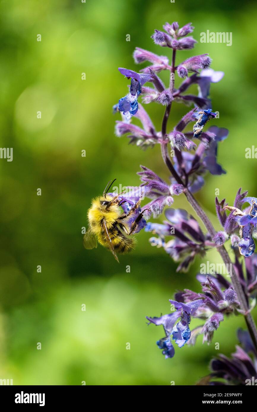 Issaquah, Washington, États-Unis. Abeille pollinisant un Lowcatnip de Walker (Nepeta Walker's Low) Banque D'Images