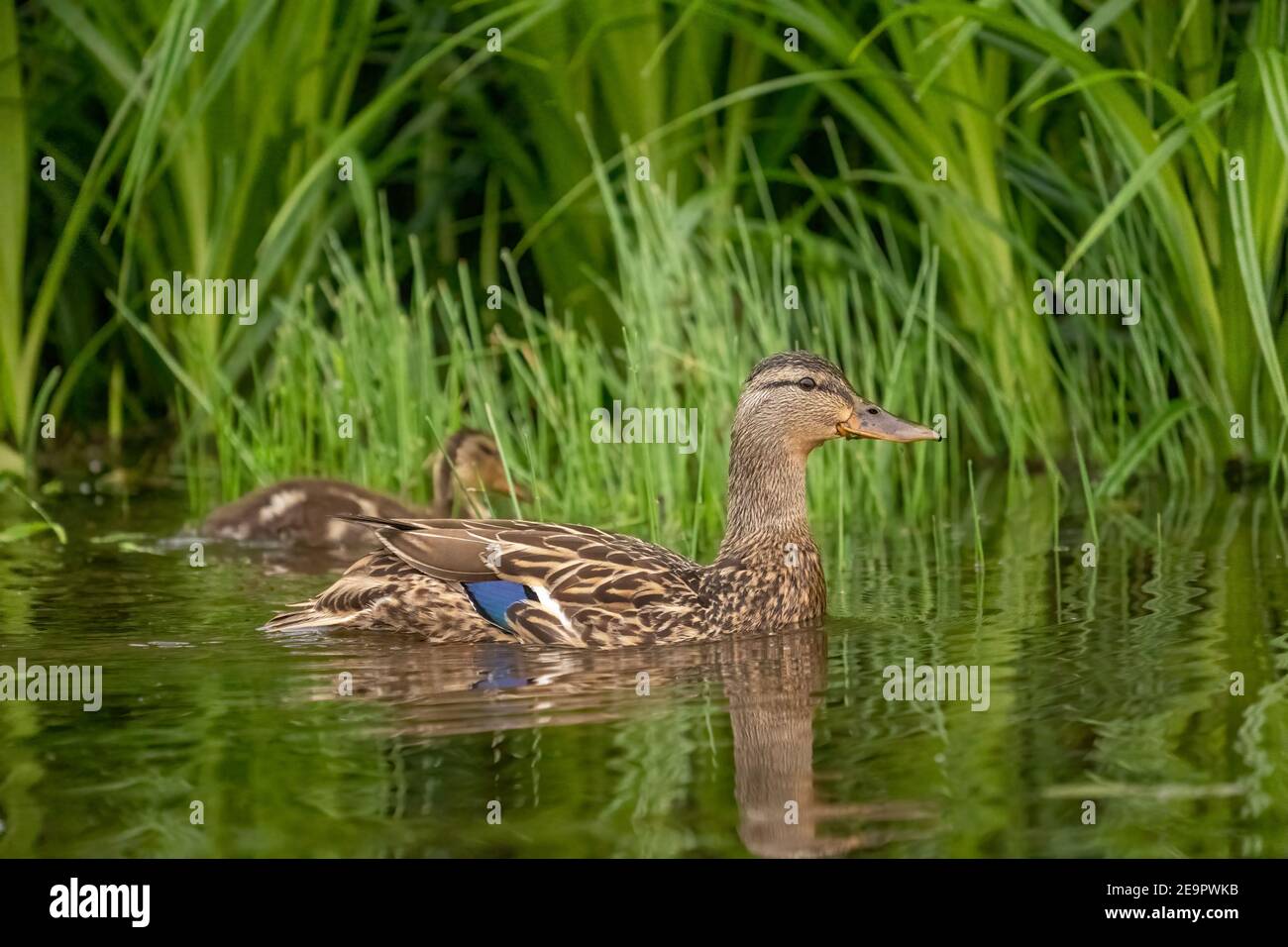 Issaquah, Washington, États-Unis. Canards colverts femelles adultes et juvéniles dans le parc national du lac Sammamish. Banque D'Images