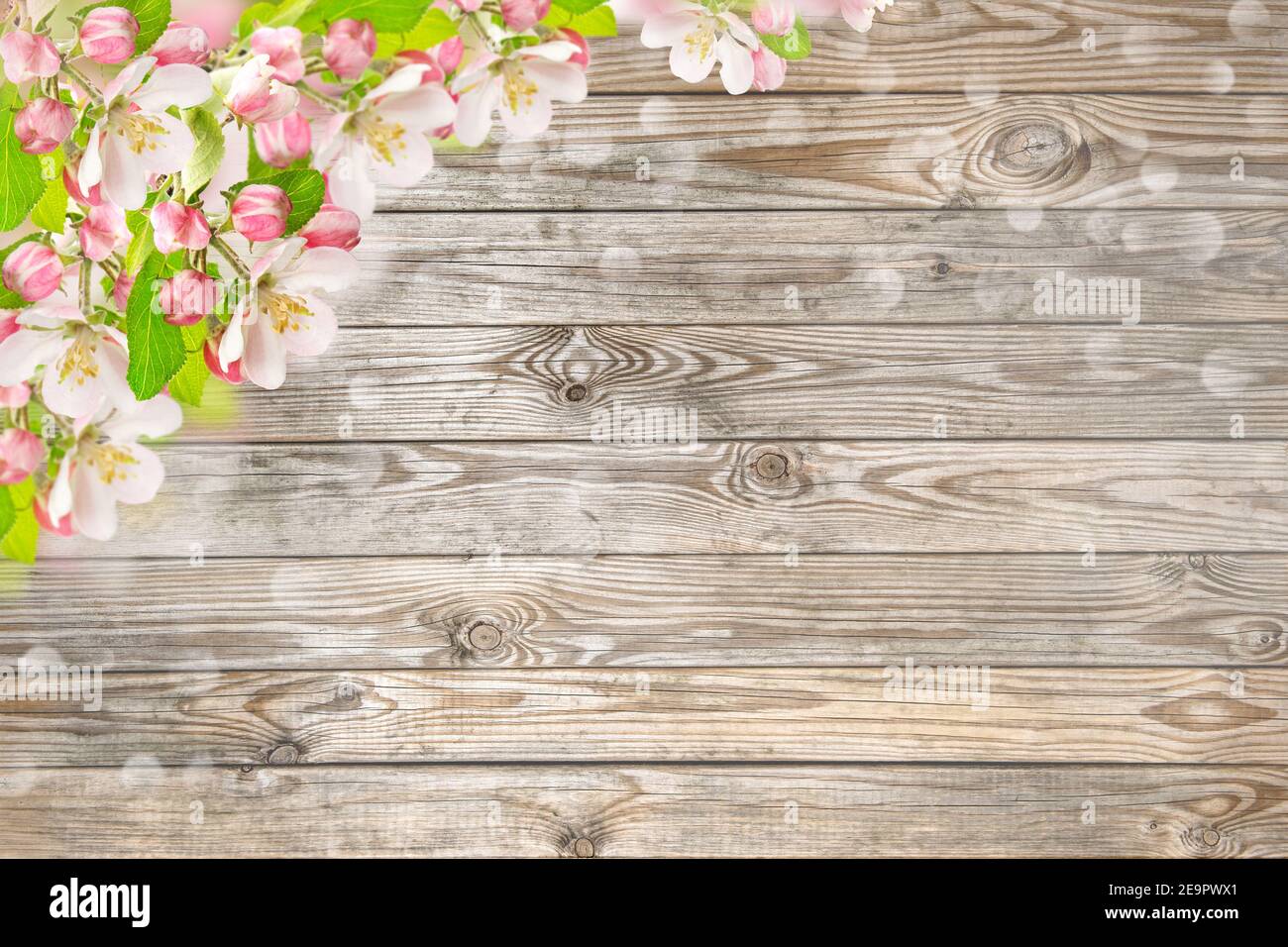 Pommier fleuri sur fond de bois. Modèle floral printanier Banque D'Images