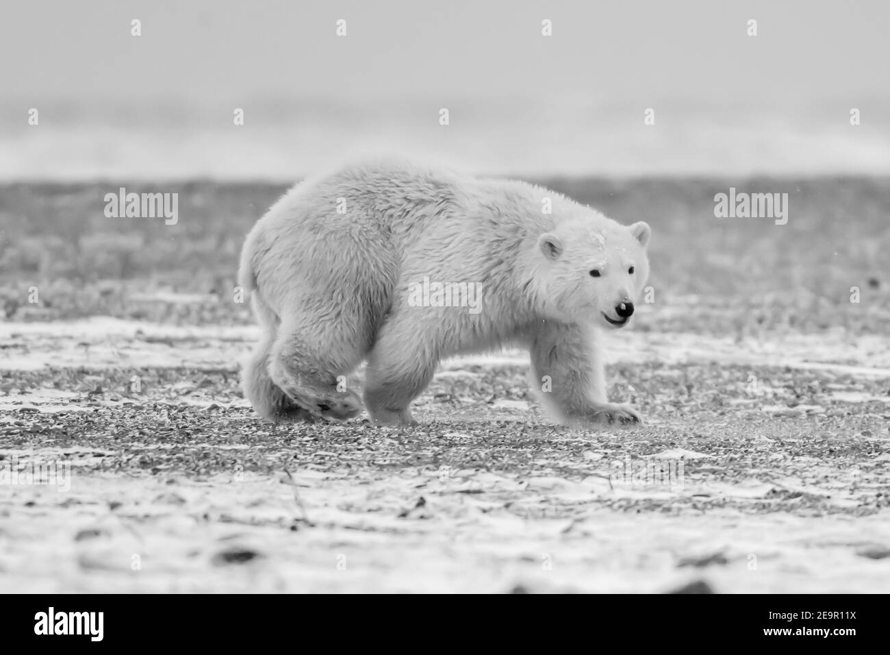 Ours polaire (Ursus maritimus) dans le cercle arctique de Kaktovik, en Alaska Banque D'Images