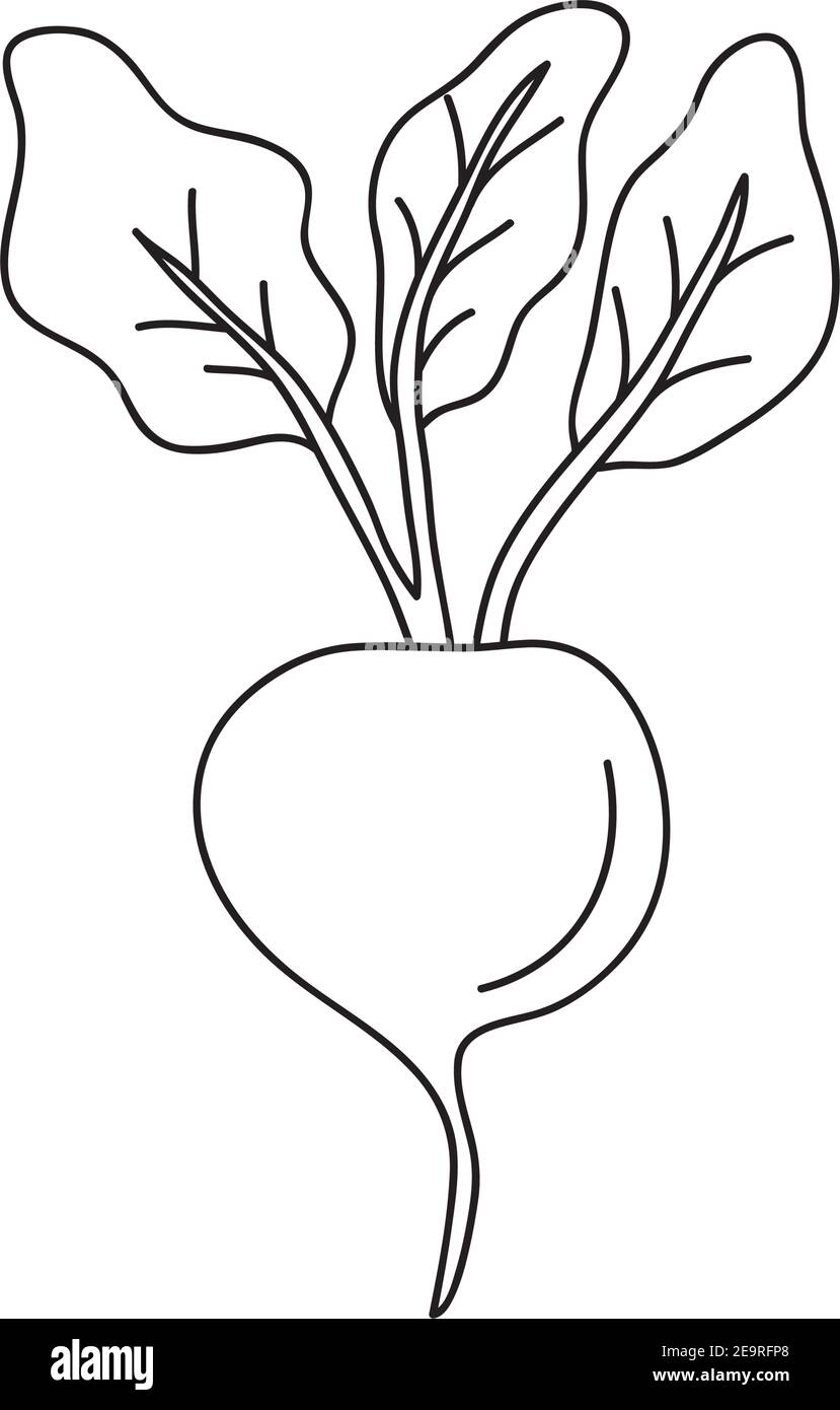 icône de légumes radis sur fond blanc, style de ligne, illustration vectorielle Illustration de Vecteur