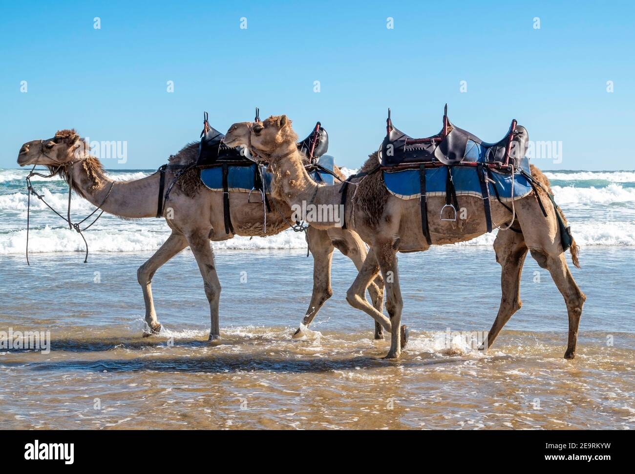 Deux chameaux portant des harnais étant marchant sur les pieds de la plage dans l'eau à Anna Bay, Nouvelle-Galles du Sud Australie Banque D'Images