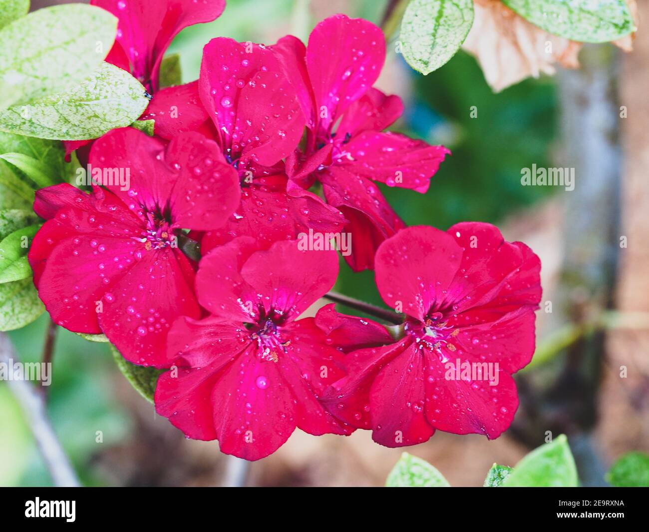Des géraniums rouges ou des fleurs de pélargonium poussant à travers d'autres plantes dans le jardin Banque D'Images